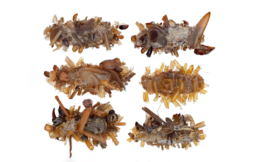 הזחל מכסה את עצמו בשאריות טרף. מעטים מחלקי חרקים מתים | צילום: Rubinoff lab, Entomology Section, University of Hawaii, Manoa