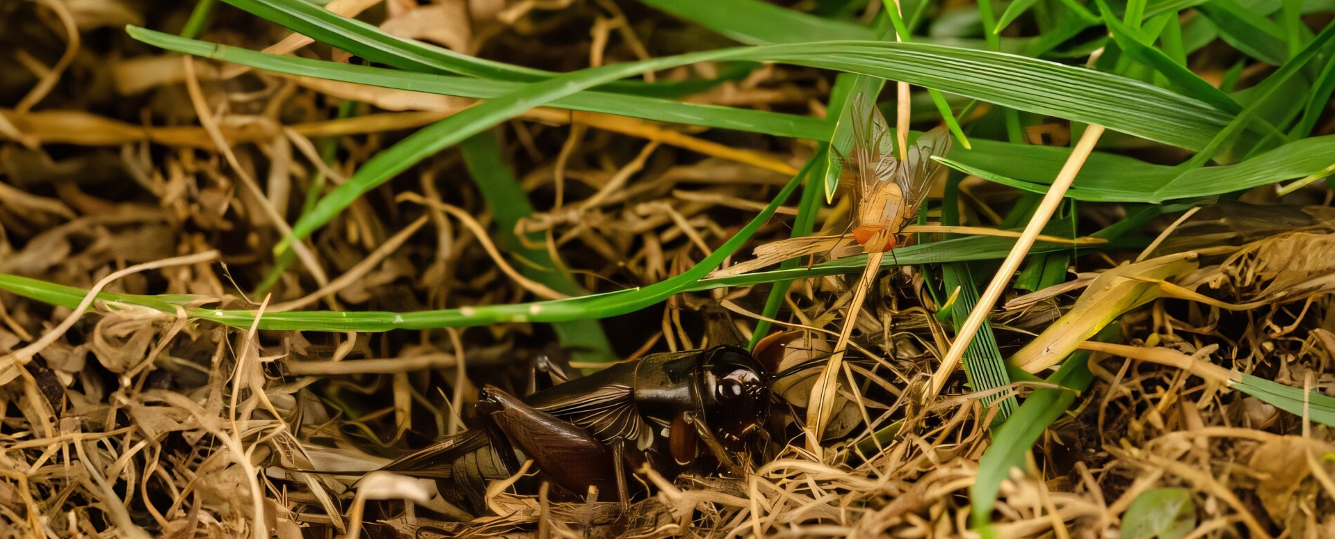 נגינת הצרצר ושמיעת הזבובה
