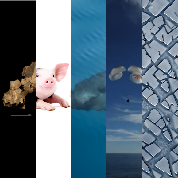 המחקרים החדשים ביותר: מהנשמדע 22/3/2025