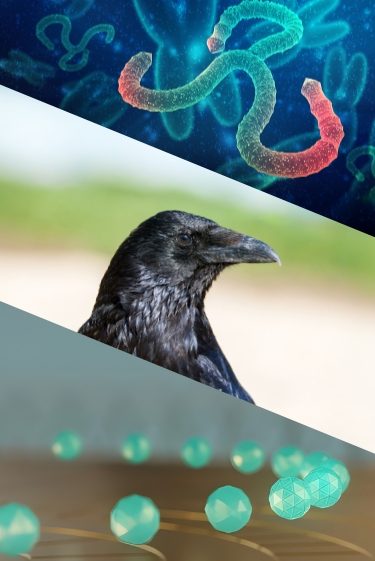 המחקרים החדשים ביותר: מהנשמדע 3/5/2025