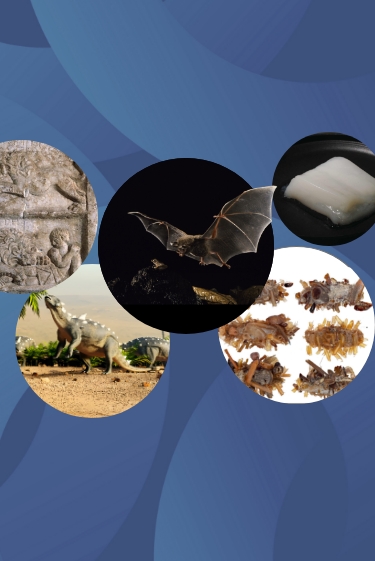 המחקרים החדשים ביותר: מהנשמדע 10/5/2025