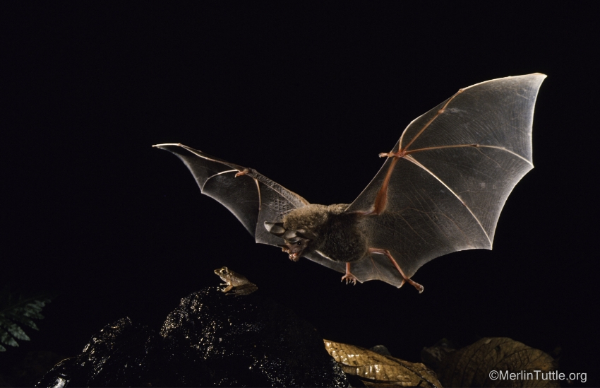 "הצעירים צריכים ללמוד, כנראה מתוך ניסיון אישי", אילו קריאות מעידות על ארוחה, ומאילו עדיף להימנע. עטלף עט על צפרדע | Merlin Tuttle