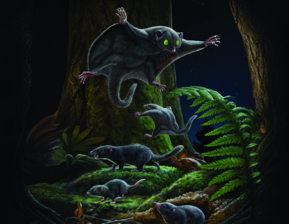 בעלי פרווה כהה וחדגונית. איור של יונקים שחיו לצד הדינוזאורים בתקופת היורה | C. ZHAO