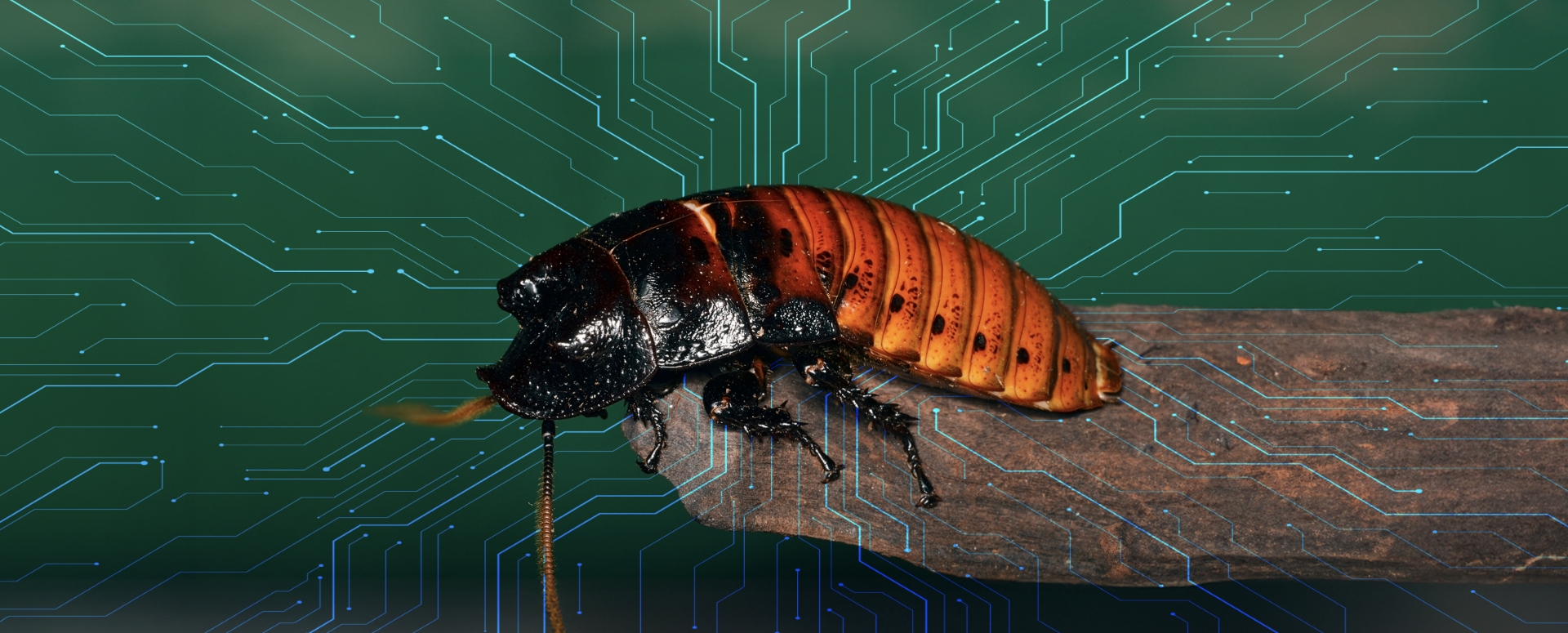 هل هذا روبوت؟ أم أنّه حشرة؟ بل كلاهما!