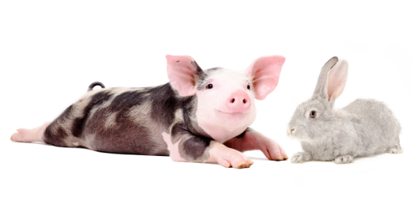 החוקרים השתמשו בהידרוג'ל כדי ליצור תבנית של הרקמות הללו אצל חזירים וארנבונים. ארנבון וחזיר | Sonsedska Yuliia, Shutterstock