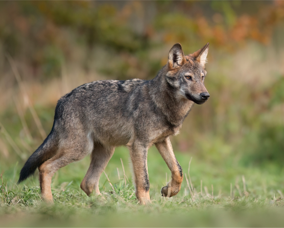 "אני חושב שהרבה מדענים יגרדו בראשם ויגידו, 'תראו, יש לכם זאב אפור בצבע לבן'". זאב אפור | Shutterstock, Piotr Krzeslak