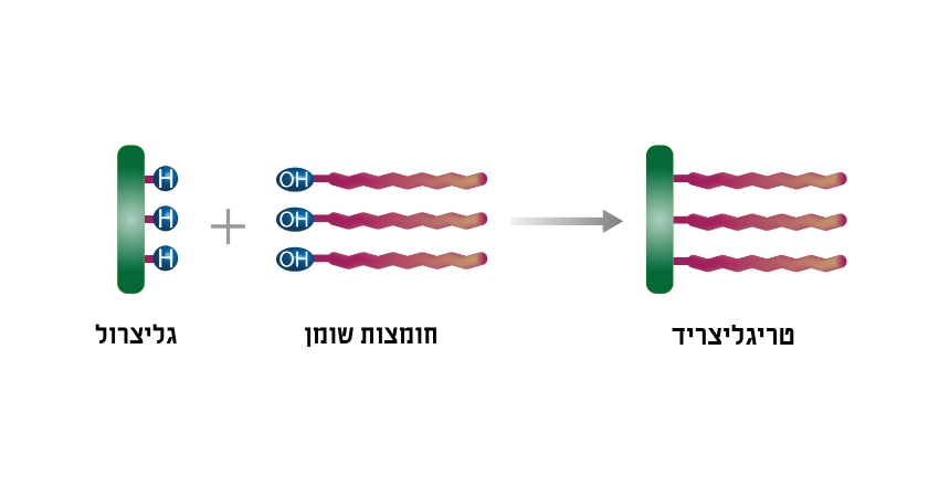 למרבית השמנים והשומנים יש מבנה משותף של טריגליצרידים. מבנה מולקולת טריגליצריד | Ph-HY, Shutterstock