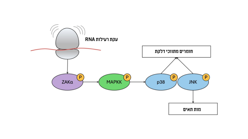 הנזק הנגרם מקרינה על-סגולה מפריע לריבוזומים לייצר חלבונים, והדבר גורם להפעלת מנגנון עקת רעילות RNA, המערב אנזים בשם ZAK ומפעיל שרשרת העברת מסרים שסופה במוות של התאים | BioContentImager, Shutterstock