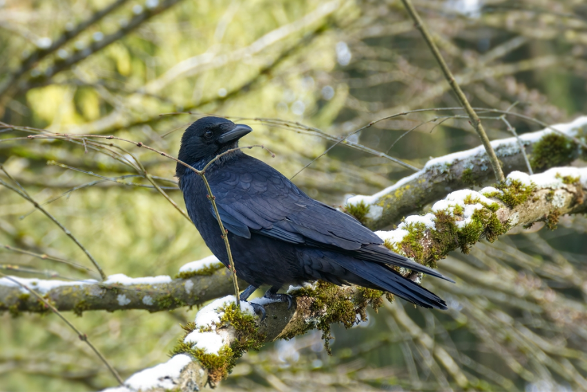 מסוגל לתפוס צורות גיאומטריות. עורב אירופי על עץ בשוויץ | צילום: Janine Muenger, Shutterstock