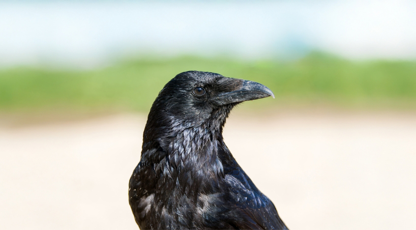 החיה הראשונה שמפגינה הבנה של צורות גיאומטריות. עורב אירופי | צילום: Colombe Photographie, Shutterstock