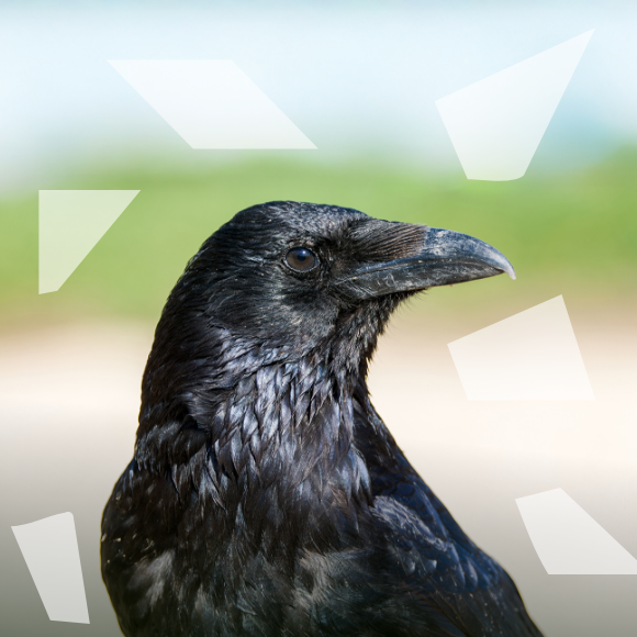 העורב של אוקלידס