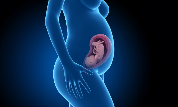 התינוקת לא הראתה כל סימן להתפתחות של ניוון שרירים. איור של אישה הרה | 3dMediSphere, Shutterstock