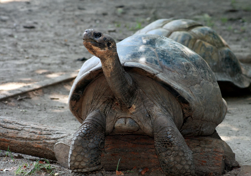הפכה לראשונה לאמא בגיל 100. הצבה מאמי | Philadelphia Zoo
