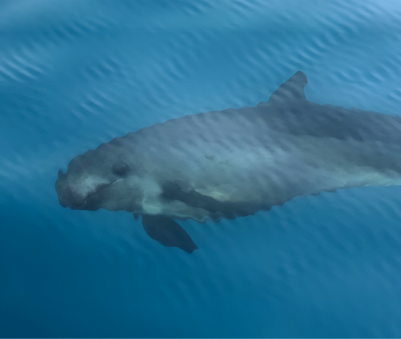 מוגדר בסכנת איום (NT). דולפין עבשן קטלני | רומן פודגייצקי