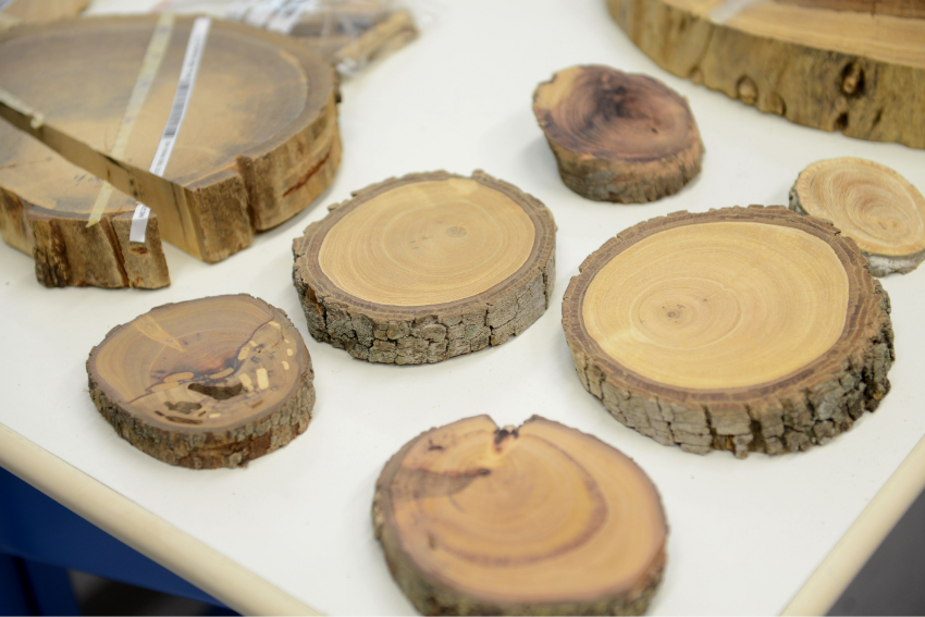 העצים מספרים חלק מהסיפור, וגם מסייעים לחשוף אי-דיוקים במחקר. טבעות עצים במעבדת המאיץ | צילום: אוהד הרכס, מכון ויצמן למדע