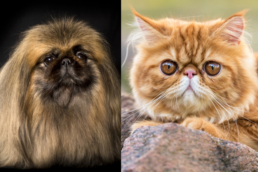 "חתולים פרסיים וכלבי פאג ופקינז, חולקים כולם צורת גולגולת דומה מאוד". חתול פרסי ופקינז | Shutterstock, Jaco Wiid, Zanna Pesnina