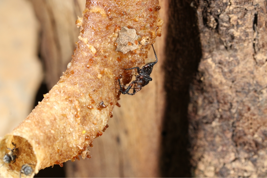 פשפש טורף מהמין P. piliceps מושח את רגליו בשרף סמוך לפתח של מושבת דבורים. צילום: Zhaoyang Chen, China Agricultural University