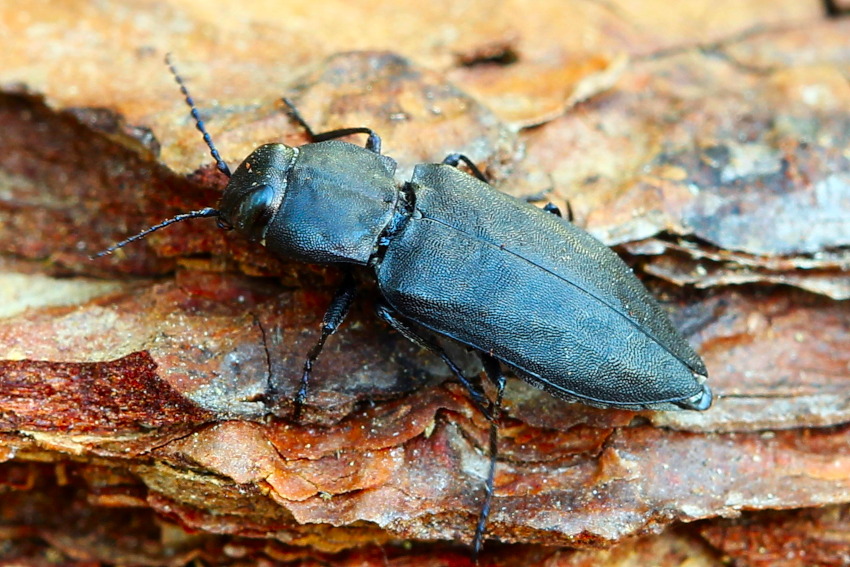 חיפושית מלנופילה, המכונה גם חיפושית רודפת אש