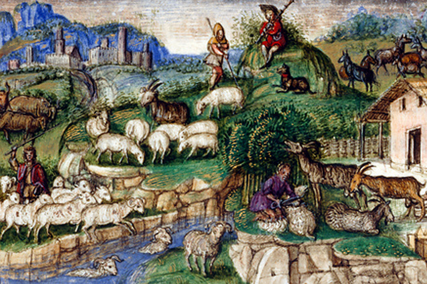 מחקר על בעלי החיים המבוייתים מאפשר להסיק מסקנות על העבר המשותף שלנו. עיזים, כבשים ופרות בציור מהמאה ה-15 |  British Library / Science Photo Library