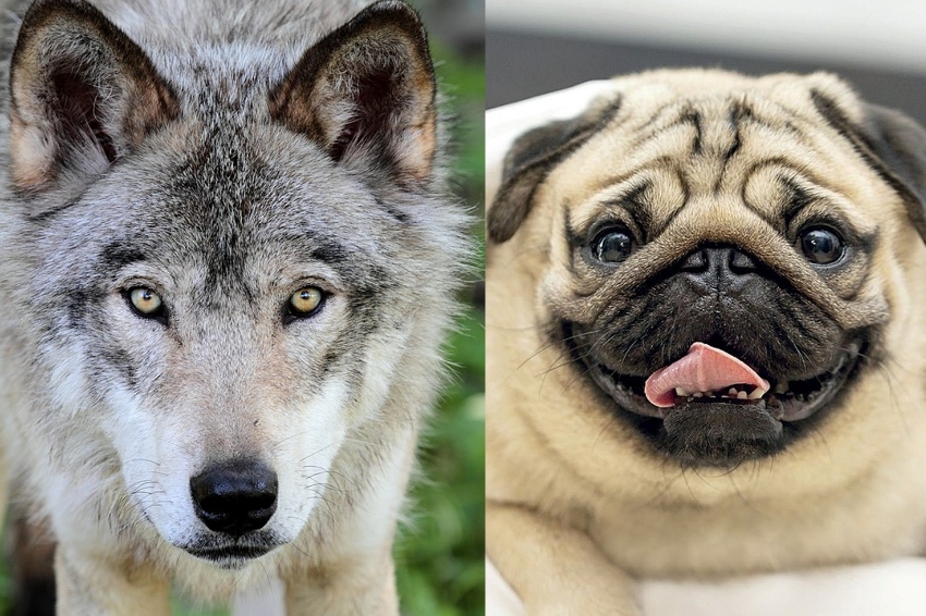רק במאתיים השנים האחרונות החלו בני האדם ליצור עשרות גזעים שונים של כלבים, בעלי מראה שונה באופן משמעותי זה מזה, ומהזאב ממנו התפתחו. כלב פאג לצד זאב אפור | ויקימדיה, Giliguori, Cephas