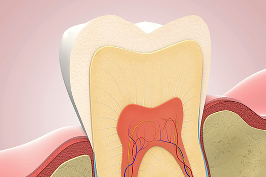 השתמשו בשיטה לזיהוי זוויג של יונקים באמצעות אפיון הרכב החלבונים שיוצרים את זגוגית השן. אילוסטרציה של מבנה השן, החלק החיצוני הלבן הוא זגוגית השן | Christoph Burgstedt / Science Photo Library