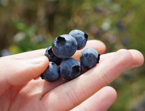וצצות בגוון כחול עמוק ומרהיב – עד שמכינים מהם מיץ. אוכמניות | Rox Middleton