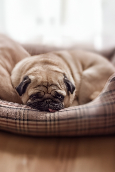 האבולוציה הסודית של חיות המחמד