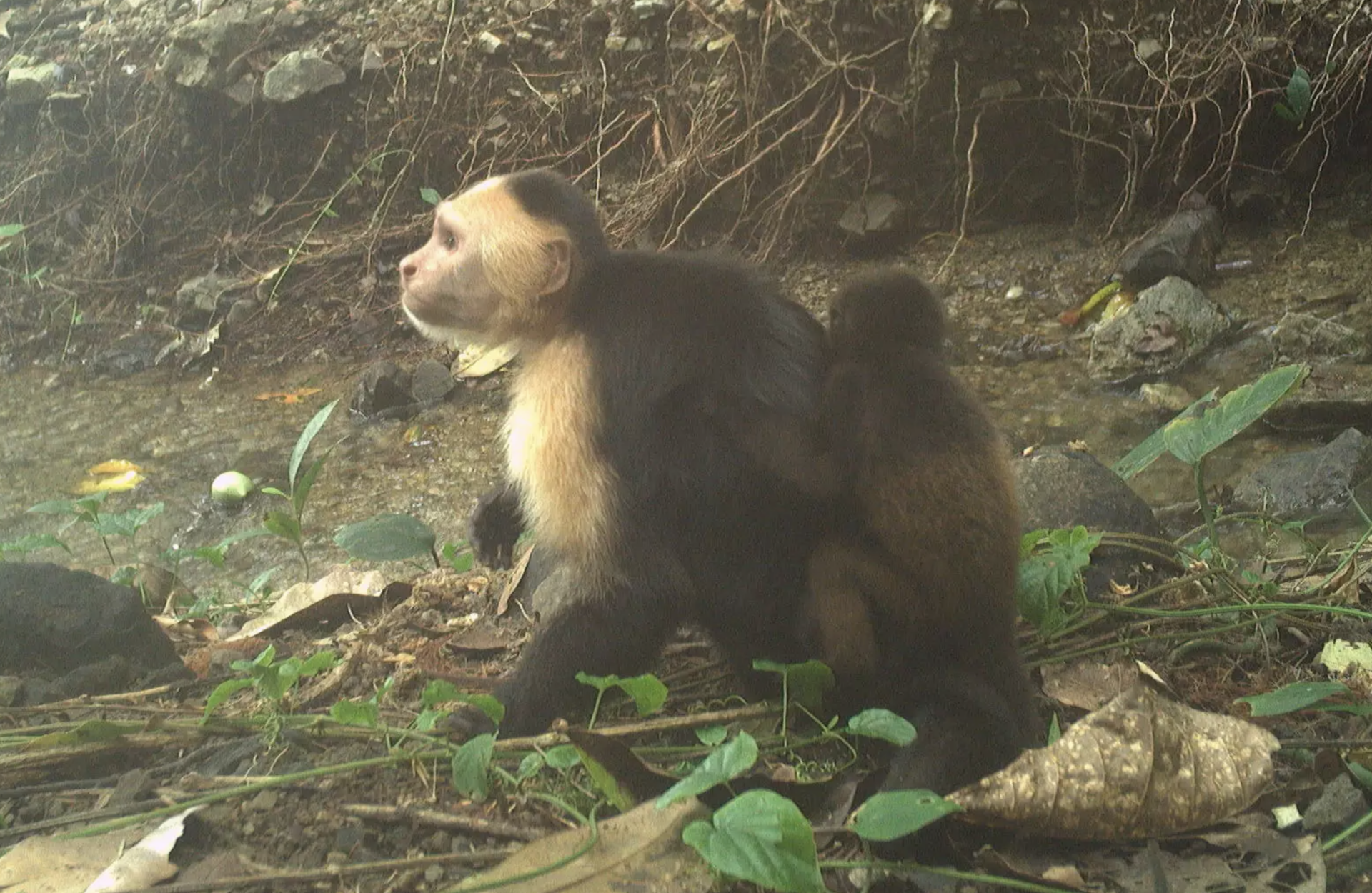 "לא נראה שהקפוצ'ינים שנושאים את תינוקות השאגן מתייחסים אליהם מעבר לנשיאה עצמה". קוף קפוצ'ין שלגבו צמוד תינוק של קוף שאגן | © Brendan Barrett / Max Planck Institute of Animal Behavior