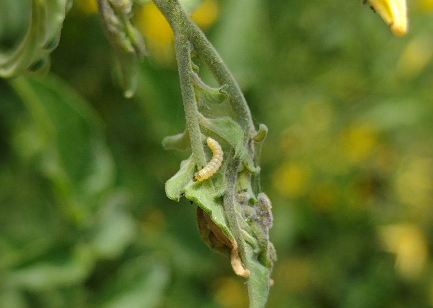 מזיק עיקש החופר מנהרות דרך עלי צמח העגבנייה. זחל של עש המנהרות | Lucas Kaminski, iNaturalist