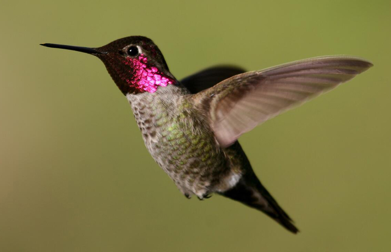 "קוליברי אנה הם קצת כמו היונים של ציפורי הקוליברי, כי הם מתפשטים צפונה יחד עם יישובי האדם". קוליברי אנה | Robert D. McMorran, United States Fish and Wildlife Service