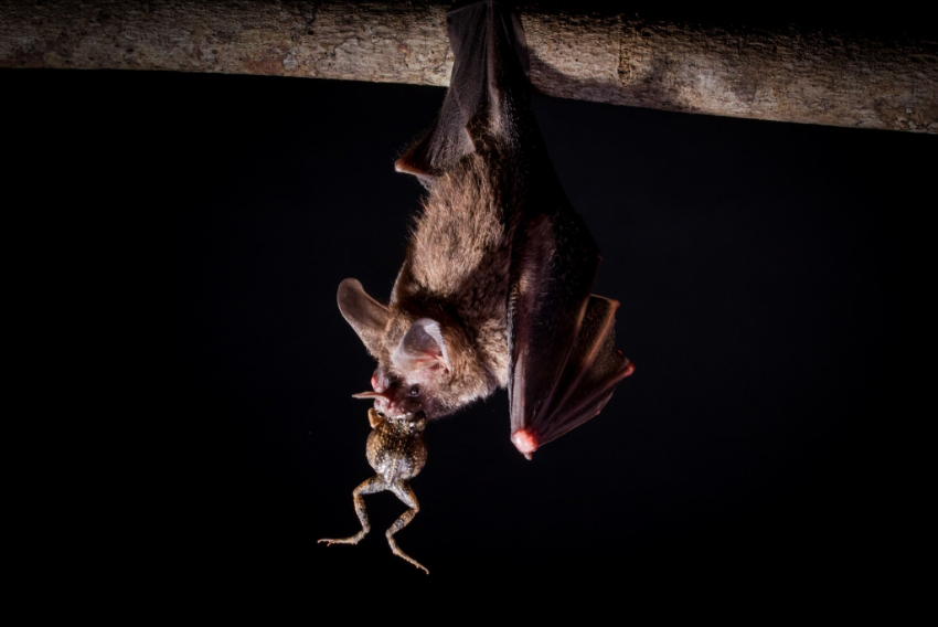 העטלפים בוגרים נשארו אדישים לקריאות של המינים הרעילים אך הצעירים דווקא הגיבו להן. עטלף זיזף יבלתי טורף צפרדע | Hubert Szczygieł