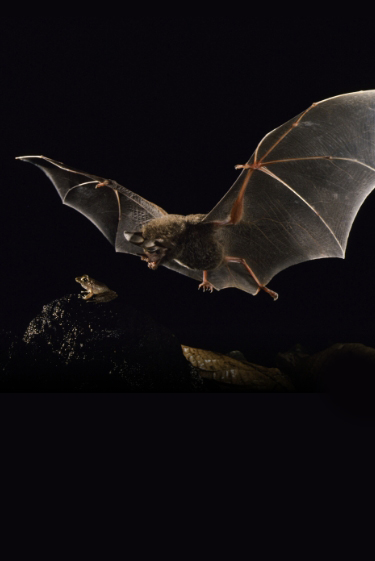 העטלפים שלומדים