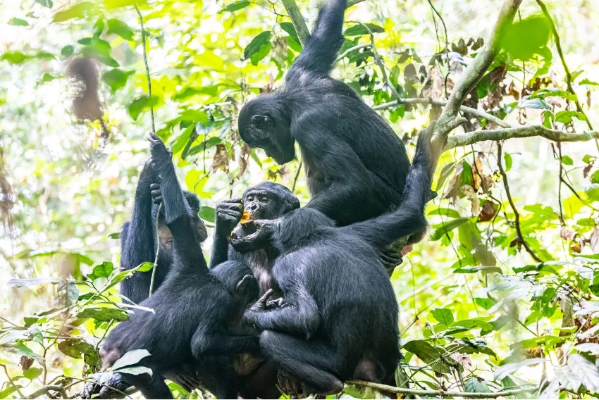 יצירת קואליציות היא לא הדרך היחידה שבה נקבות עשויות להשיג כוח. חבורת נקבות בונובו החיות בטבע בברפובליקה הדמוקרטית של קונגו | צילום: Christian Ziegler / Max Planck Institute of Animal Behavior