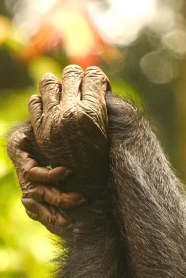 הסולידריות הנקבית של הבונובו