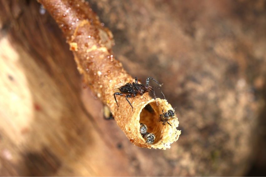 מפתה את הדבורים לתקוף אותו, ואז מצליח ללכוד אותן ביתר יעילות בעזרת הרגליים הדביקות. פשפש טורף מהמין P. piliceps צד דבורים חסרות עוקץ בפתח המושבה שלהן. צילום: Zhaoyang Chen, China Agricultural University