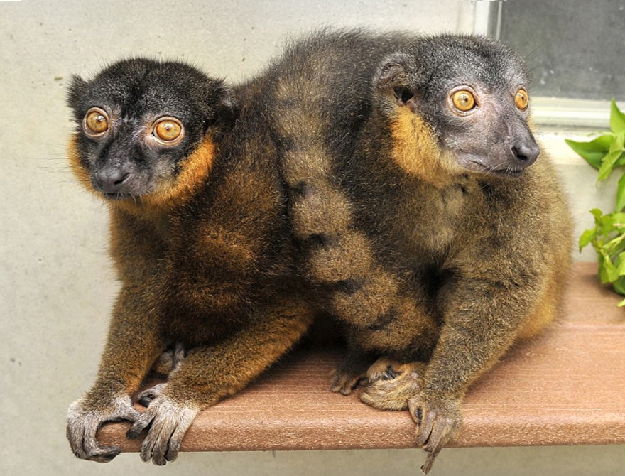 מוחם של הלמורים משני הזוויגים השתנה, וקולט עתה יותר אוקסיטוצין – הורמון שמשפיע על יחסים חברתיים. שני למורים חומי צווארון |  David Haring