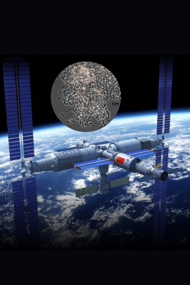 החיידקים שהגיעו מהחלל