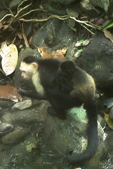 הקופים שחוטפים תינוקות