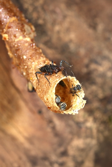 כלי הציד של החרקים