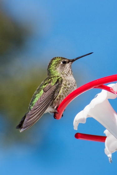 בני האדם שינו את המקור