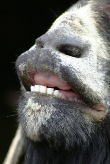 מחקר שובר שיניים