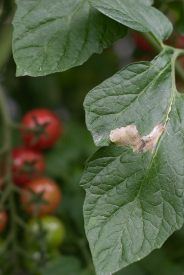 השילוש שמשבש את תפקוד העש המזיק