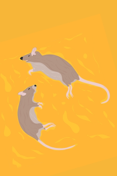 הסיוט הדביק של בעלי החיים