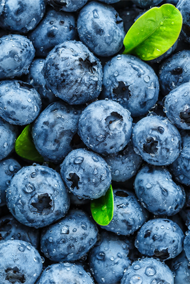 الأزرق الّذي يكلّل سطح التوت البريّ (ثمرة الأوكمانيا)