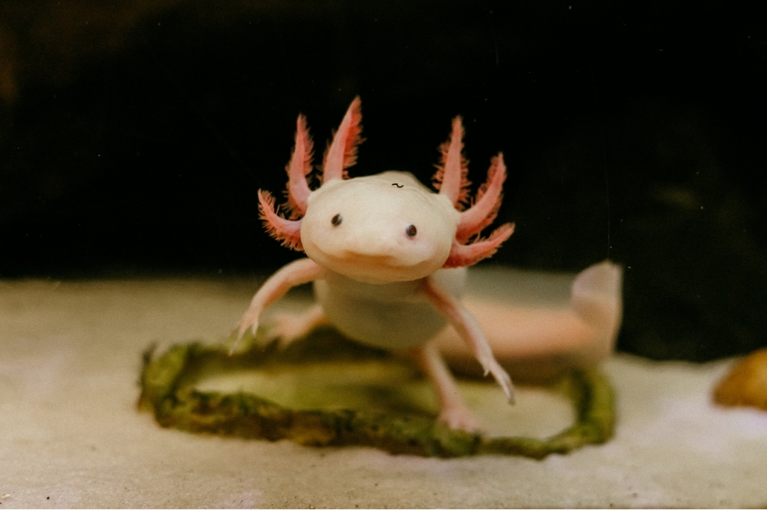 לפי השעונים האפיגנטיים הוא מזדקן רק בארבע שנותיו הראשונות. אקסולוטל באקווריום | rsaggin, Shutterstock