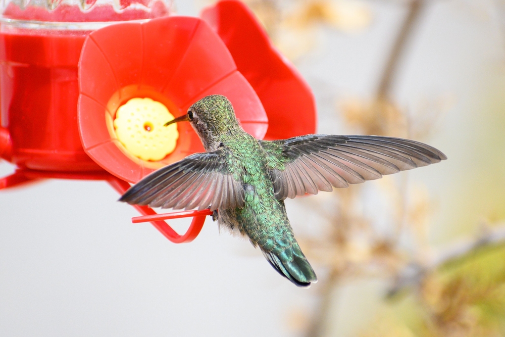 מקור גדול וארוך מאפשר לקוליברי להגיע בקלות למי הסוכר במתקנים ולאכול הרבה מהם בזמן קצר. קוליברי במתקן האכלה | Shutterstock, Wirestock Creators