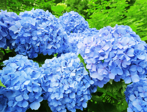 לעתים רחוקות פיגמנטים מסוג אנתוציאנינים נותנים לצמח צבע כחול - כמו במקרה של הורטנזיה, שעשויה לפרוח בכחול מרהיב אם הקרקע בסיסית דיה ומכילה יונים של אלומיניום. פרחי הורטנזיה | Shutterstock, RRice