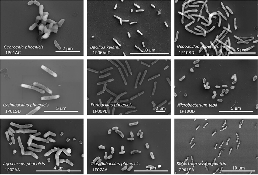 כיתוב: החיידקים האלה הגיע גם למאדים? צילומים במיקרוסקופ אלקטרונים של כמה ממיני החיידקים שהתגלו בחדרים הנקיים של JPL | צילומים מתוך מאמר המחקר