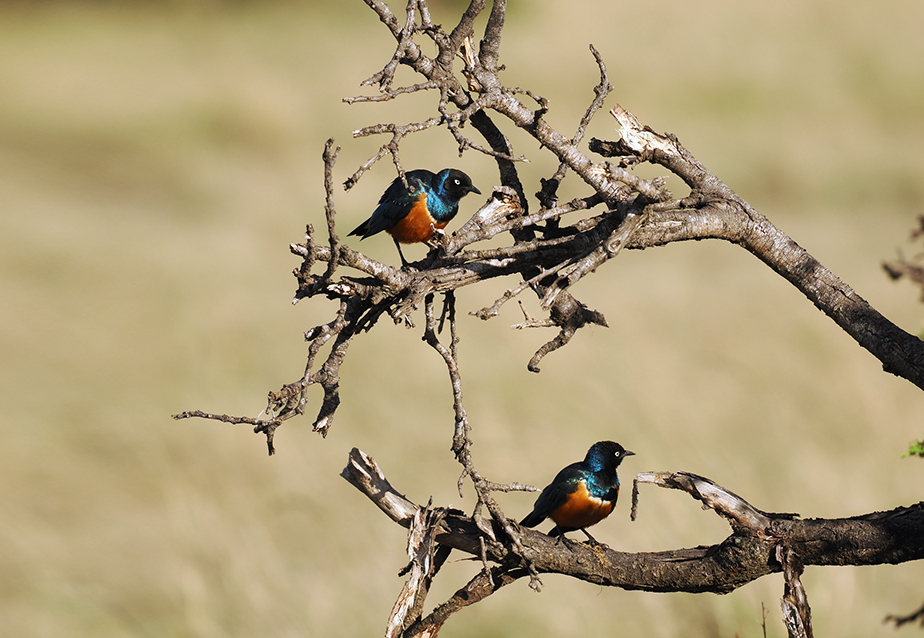 החוקרים מצאו 142 זוגות שהציגו עזרה הדדית. זוג זהרירים הדורים על עץ | צילום: Peter Archdale, CC BY 4.0, iNaturalist United Kingdom