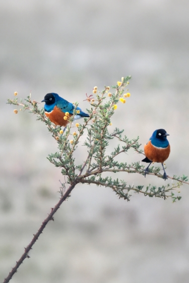 הלך הזרזיר אצל הזרזיר